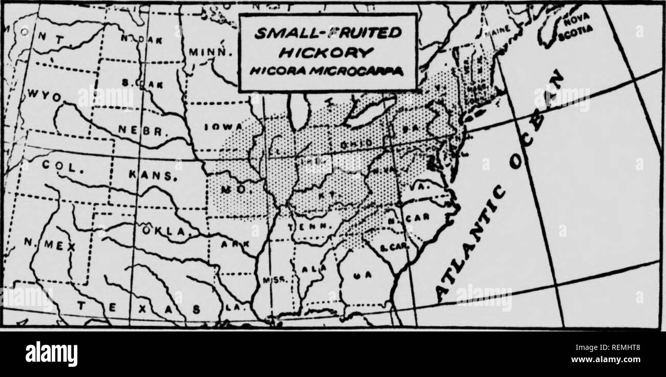 . The forester's manual, or, The forest trees of Eastern North America [microform]. Trees; Arbres. 1 50 FORESTERS' IMANUAL. Small-Fruited Hickory. {Hicoria microcarpa) A small forest tree up to 90 feet high; considered by some variety of the Pignut; leaves 4 to 7 inches long; it has a small nut free from angles; otherwise much like Pignut.. Please note that these images are extracted from scanned page images that may have been digitally enhanced for readability - coloration and appearance of these illustrations may not perfectly resemble the original work.. Seton, Ernest Thompson, 1860-1946. T Stock Photo