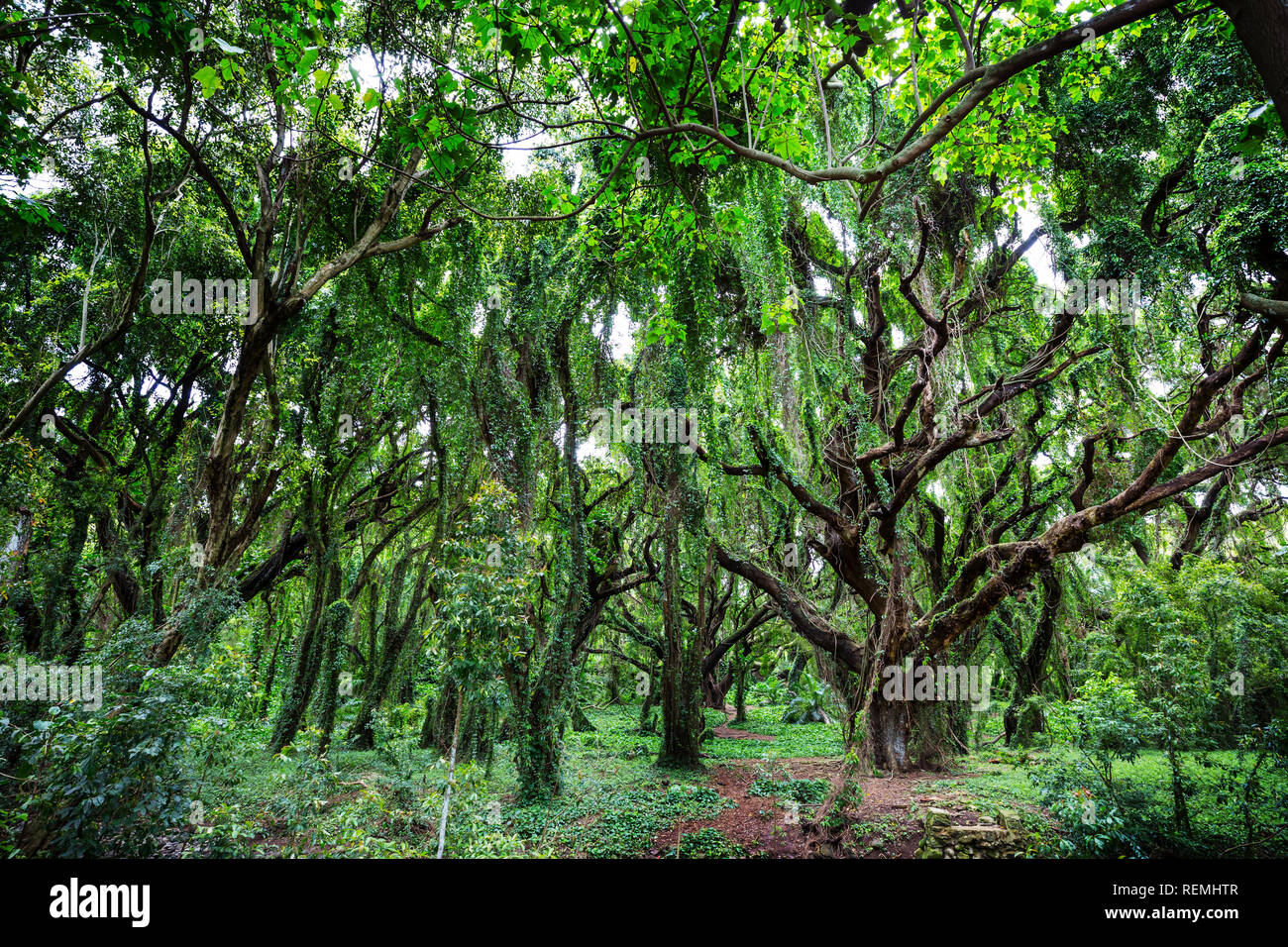 Lush green tropical rain forest in Hawaii island Stock Photo - Alamy