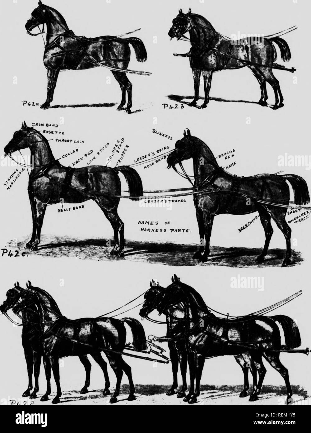 Modern Horse Management Microform Horses Horses Chevaux Chevaux S I Im Ati 42 Is T 2 Lt 3 Tvhes Ok Harness A S Nsle B Pa R C Tandem D K Ha D C Url Y C T W