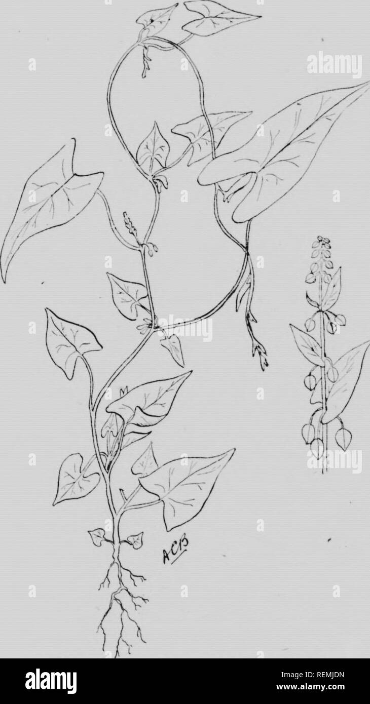 . Weeds of Ontario [microform]. Weeds; Weeds; Mauvaises herbes; Mauvaises herbes, Lutte contre les. 37. Fig. 8. Wild Buckwheat (Polygonum convolvulus).. Please note that these images are extracted from scanned page images that may have been digitally enhanced for readability - coloration and appearance of these illustrations may not perfectly resemble the original work.. Howitt, J. E. (John Eaton), 1880-1966; Harrison, F. C. (Francis Charles), b. 1871; Lochhead, William, 1864-1927; Ontario Agricultural College. [Toronto : Dept. of Agriculture] Stock Photo