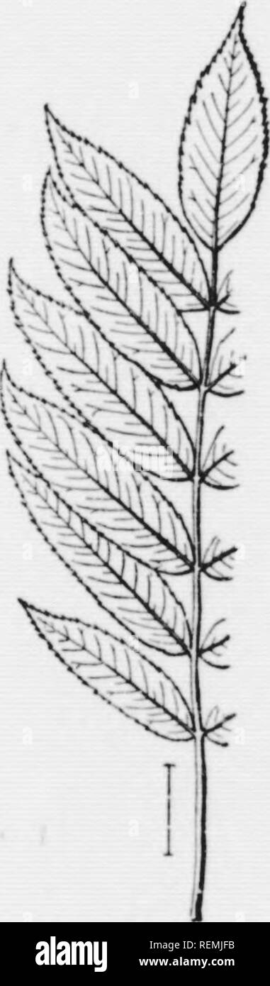. Illustrated key to the wild and commonly cultivated trees of the northeastern United States and adjacent Canada [microform] : based primarily upon leaf characters. Trees; Trees; Arbres; Arbres. KFA' TO GEXERA AND SPECIES 107 Mountain Ash. -Leaves compound. Fruit red, flesln, with a core like an Apple or Pear.* 157. Fruit about 2 inch thick, in flat-topped clusters. Leaflets smooth, lance-shaped,. Please note that these images are extracted from scanned page images that may have been digitally enhanced for readability - coloration and appearance of these illustrations may not perfectly resemb Stock Photo