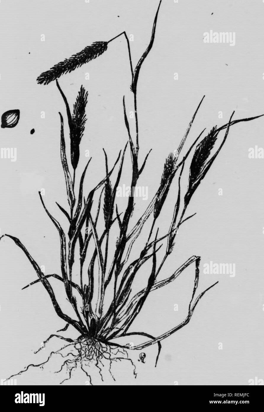 . Weeds of Ontario [microform]. Weeds; Weeds; Mauvaises herbes; Mauvaises herbes, Lutte contre les. 25. Fig. 1. Tellow Fox-tall (Setaria glauca).. Please note that these images are extracted from scanned page images that may have been digitally enhanced for readability - coloration and appearance of these illustrations may not perfectly resemble the original work.. Howitt, J. E. (John Eaton), 1880-1966; Harrison, F. C. (Francis Charles), b. 1871; Lochhead, William, 1864-1927; Ontario Agricultural College. [Toronto : Dept. of Agriculture] Stock Photo