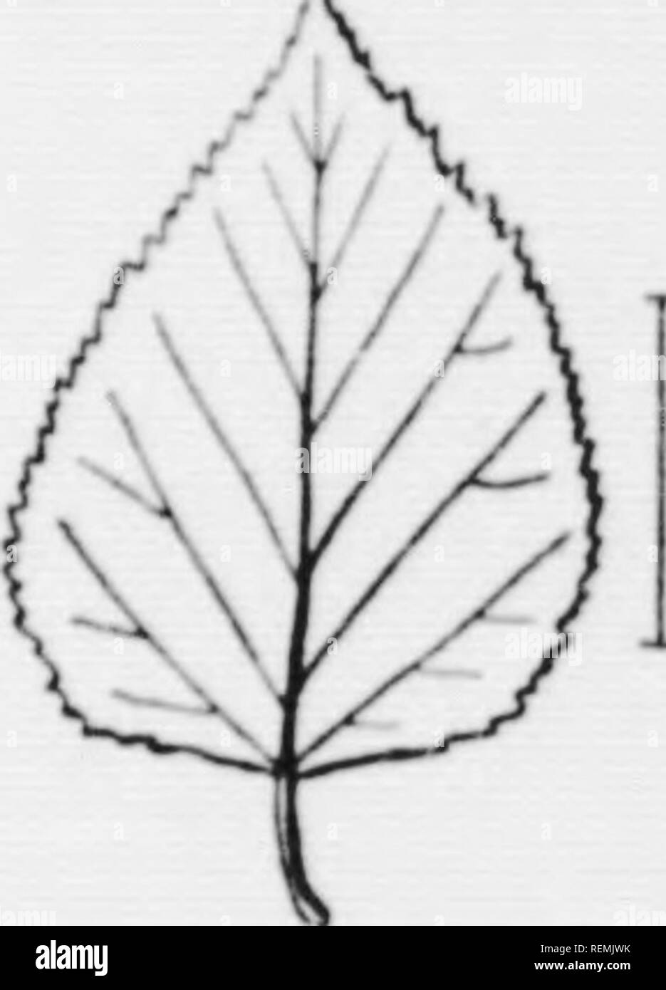 . Illustrated key to the wild and commonly cultivated trees of the northeastern United States and adjacent Canada [microform] : based primarily upon leaf characters. Trees; Trees; Arbres; Arbres. Ki: TO (iKXKRA AM) SPKCIKS /.â &gt; 117. Leaves broadly eÂ«r&lt;r-shai)((l, heart-shaped at base. Xewfoundland to iiurtliern New Kn^dand and northward. (Fij^s. J.^i. K]2). Cordate- leaved Birch, BcIhIu alba ar. cordijolia i&lt;v]rt^] F.-rnald.. I''iÂ«- !.â ;â¢!. Kli- ropcan I'aiRT Minli,. Please note that these images are extracted from scanned page images that may have been digitally enhanced for  Stock Photo
