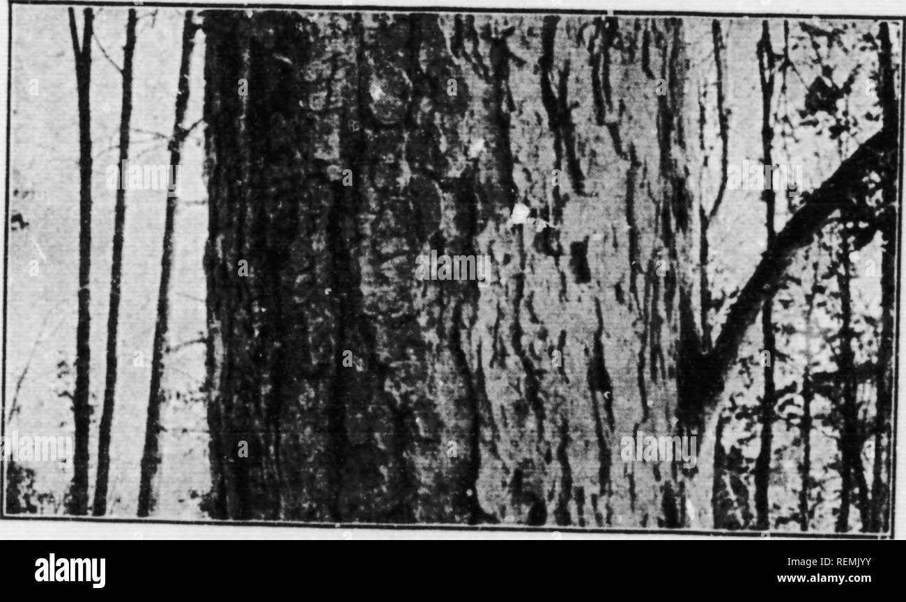 . Illustrated key to the wild and commonly cultivated trees of the northeastern United States and adjacent Canada [microform] : based primarily upon leaf characters. Trees; Trees; Arbres; Arbres. Fig. 110. Black Birch.. Kij;. 120. Black Bircii. Old trunk, generally separating, or separable, on me- dium sized trunks, into thin papery lay- ers—112.. Please note that these images are extracted from scanned page images that may have been digitally enhanced for readability - coloration and appearance of these illustrations may not perfectly resemble the original work.. Collins, J. Franklin (James F Stock Photo