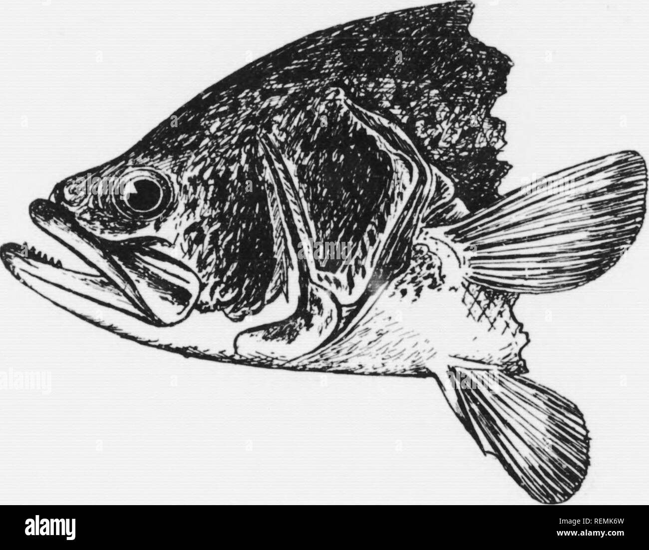 The small mouthed bass microform Smallmouth bass Black bass The small mouthed bass microform Smallmouth bass Black bass