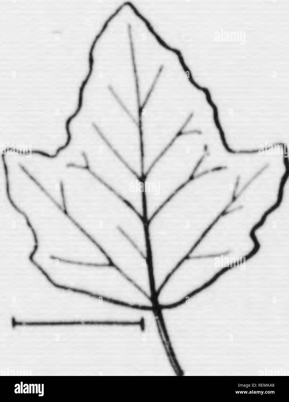 . Illustrated key to the wild and commonly cultivated trees of the northeastern United States and adjacent Canada [microform] : based primarily upon leaf characters. Trees; Trees; Arbres; Arbres. KEY TO GENERA AND SPECIES 5.) 97. Mature leaves silky hairy on both surfaces. Twigs greenish. Cult, and escaped. Native in Europe. (Fig. 90.) White Willow, Salix alba L. 97. Mature leaves smooth. Twigs yellow or red- dish. Cult, and escaped. (Fig. qi.) Yellow Willow, Salix alba var. vikilina (L.) Koch. 97. Mature leaves smooth and bluish green. Twigs olive-green. Cult, and escaped. (Fig. g2.) Blue Wil Stock Photo