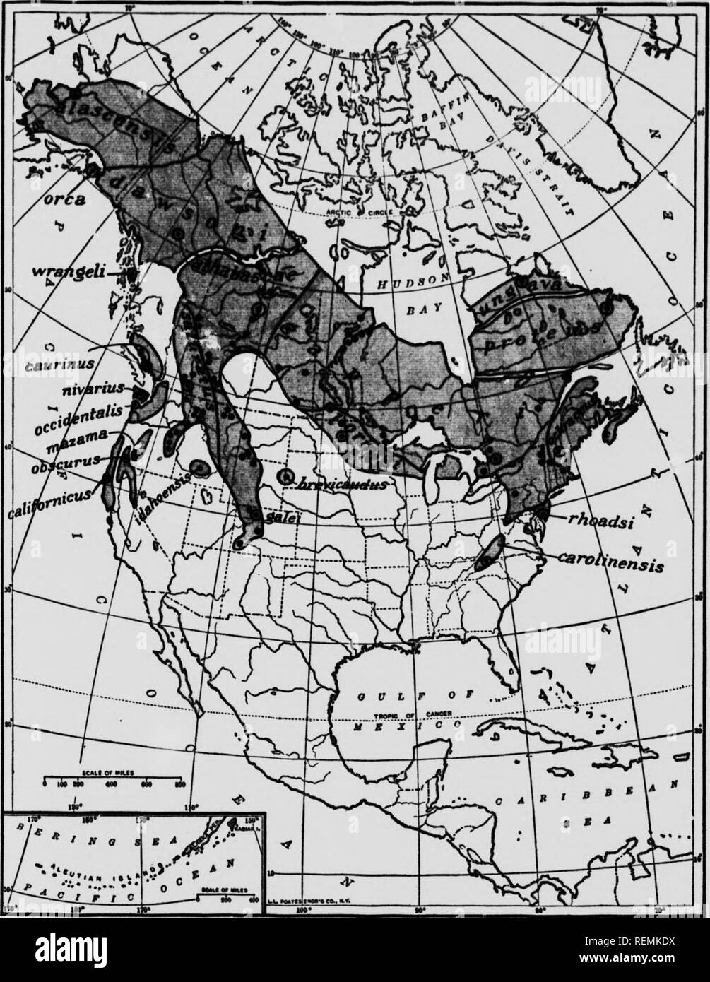 . Life-histories of northern animals [microform] : an account of the mammals of Manitoba. Mammals; Mammals; Mammifères; Mammifères. MAP 38—RAHGE OF RED-BACKED VOLES OF THE GENUS Eootom^*^ (All North American species included.) This map is diagrunmatic. Actual records are spotted for gap^ri ovAy. These are chiefly from Vemon Bailey's &quot; Revision '* of the Genus, with c C Hart Merriam, E. R. Warren, G. S. MiUer, E. T. Seton. These are chiefly from Vernon Bailey's &quot;Revision &quot; of the Genus, with others by E. A. Preble, D. G. EUiot, S. N. Rhoadt, O. Bangi, Tb* f oUowinc ar^ •ntered: £ Stock Photo