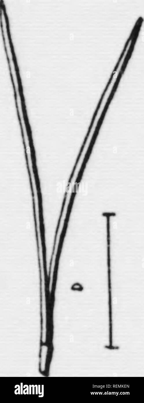 . Illustrated key to the wild and commonly cultivated trees of the northeastern United States and adjacent Canada [microform] : based primarily upon leaf characters. Trees; Trees; Arbres; Arbres. Fig. 74. Red Pine. a. Leaf cluster. b. M a g n i ti e d cross-section of a leaf. The shaded portion is the central bundle and the small circles the resin ducts, c. A similar section ot Austrian Pine leaf. Fig. 7.3- Scotch Pine. flexible; resin ducts I^^'f ^^^&quot;f.i^*- and section varying in number of a leaf. and located close to the surface. New England to Penn. and northward. (Fig. 74a, b.) Red Pi Stock Photo