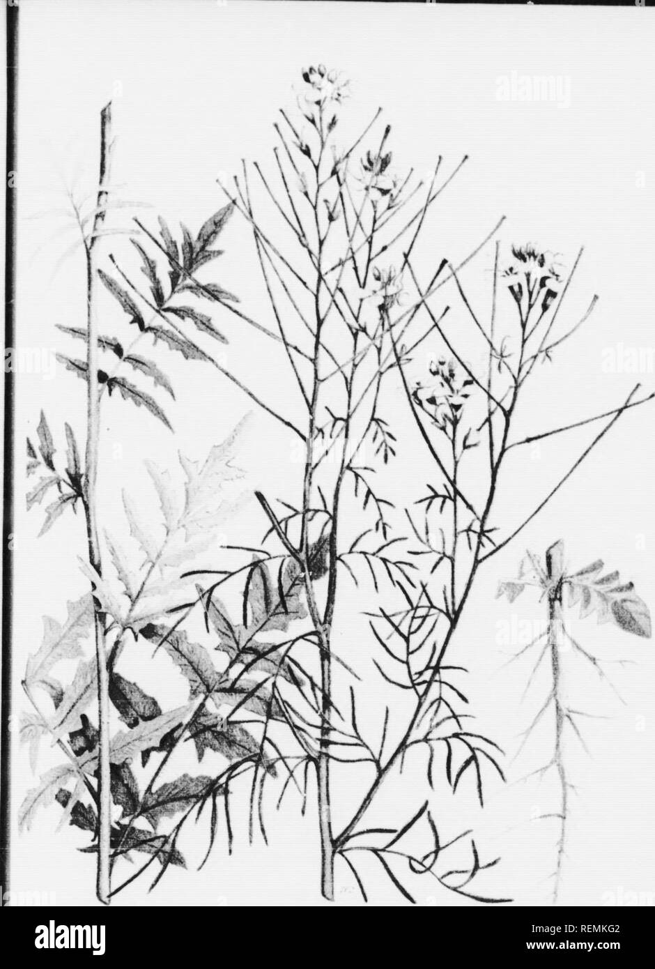 . Les mauvaises herbes du Canada [microforme]. Mauvaises herbes; Botanique; Weeds; Botany. iil MOUTARDE ROULANTE (Sisymbrium alhssipnunn /). Please note that these images are extracted from scanned page images that may have been digitally enhanced for readability - coloration and appearance of these illustrations may not perfectly resemble the original work.. Clark, George H. (George Harold), né 1872; Fletcher, James, 1852-1908; Canada. Ministère de l'agriculture. Division des semences. Ottawa : Impr. du gouvernement Stock Photo