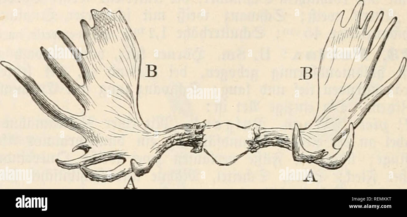 . Dr. Johannes Leunis Synopsis der thierkunde. Ein handbuch für höhere lehranstalten und für alle, welche sich wissenschaftlich mit der naturgeschichte der thiere beschäftigen wollen. Zoology. 260 3ooIogte ober 9Jaturgefd^tcf)te be8 2f)ien:etd)§.. 513. 198. ©etoei^ beg Sien, Alces palmätus; in 1/24 ^f&gt;^ natürlit^cn ®ri?§e; A 5ßcrberf(^aufel, B §ai:ptfc^aufc(. §. 162. aud^ bte anfänglicf) angelegten 2Ingen= f))r offen ganj mit aufgenommen irer» ben; man unter« f^eibet baran bte 5Borberfc!^aufet(gig. 198 A) unb bte §tnter=ober§aupt= fd)aufeI(gig.l98B). SIZan tennt nur eine im nörblid^en (Suro Stock Photo