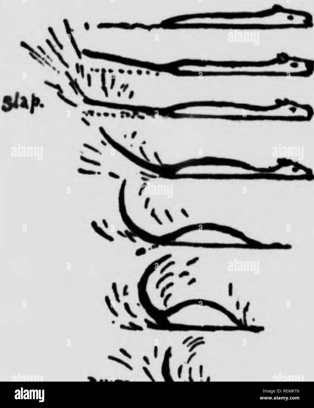 . Life-histories of northern animals [microform] : an account of the mammals of Manitoba. Mammals; Mammals; Mammifères; Mammifères. IN WORK- ING INTER. COMMU NICA. TION MUD- PIES 468 Life-historie8 of Northern Animals While at work the fore-paws arc used to hold sticks that arc being cut up by the teeth, also to carry mud and stones. They push, pull, dig, and grapple with them—they use them, indeed, as hands. Long sticks are carried in the teeth, with the end over the Beaver's back if on land. Small logs are rolled by one or more Beavers pushing with their hands, their shoulders, their hips or Stock Photo