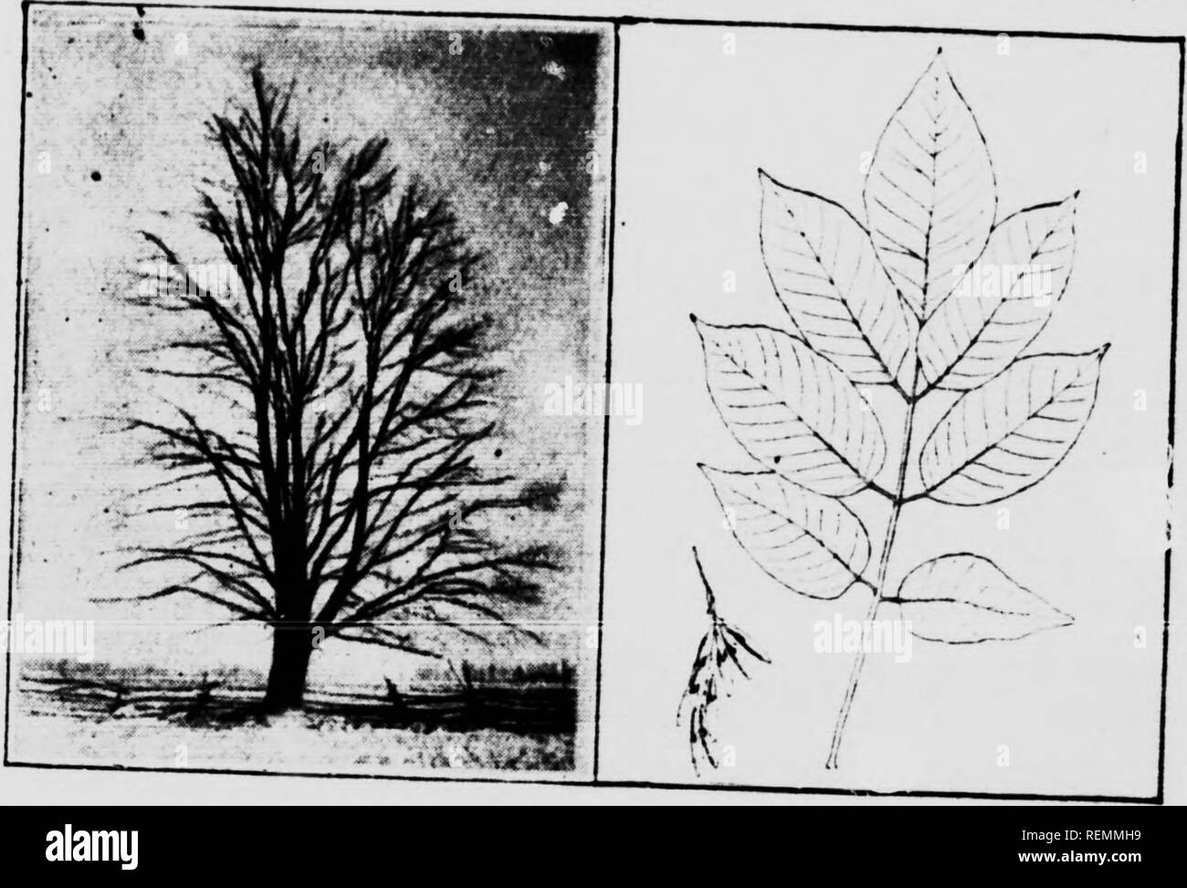 . Twenty Canadian forest trees [microform]. Arbres; Trees. It planted for the p;?po,e 5f »rS«.£!*&quot; 16—TOE Latin name, Fraxinus.. 16. White Ash Trt., Leaf and Seed*.. Please note that these images are extracted from scanned page images that may have been digitally enhanced for readability - coloration and appearance of these illustrations may not perfectly resemble the original work.. Lawler, James, d. 1945; Canadian Forestry Association. [Ottawa? : s. n. ] Stock Photo