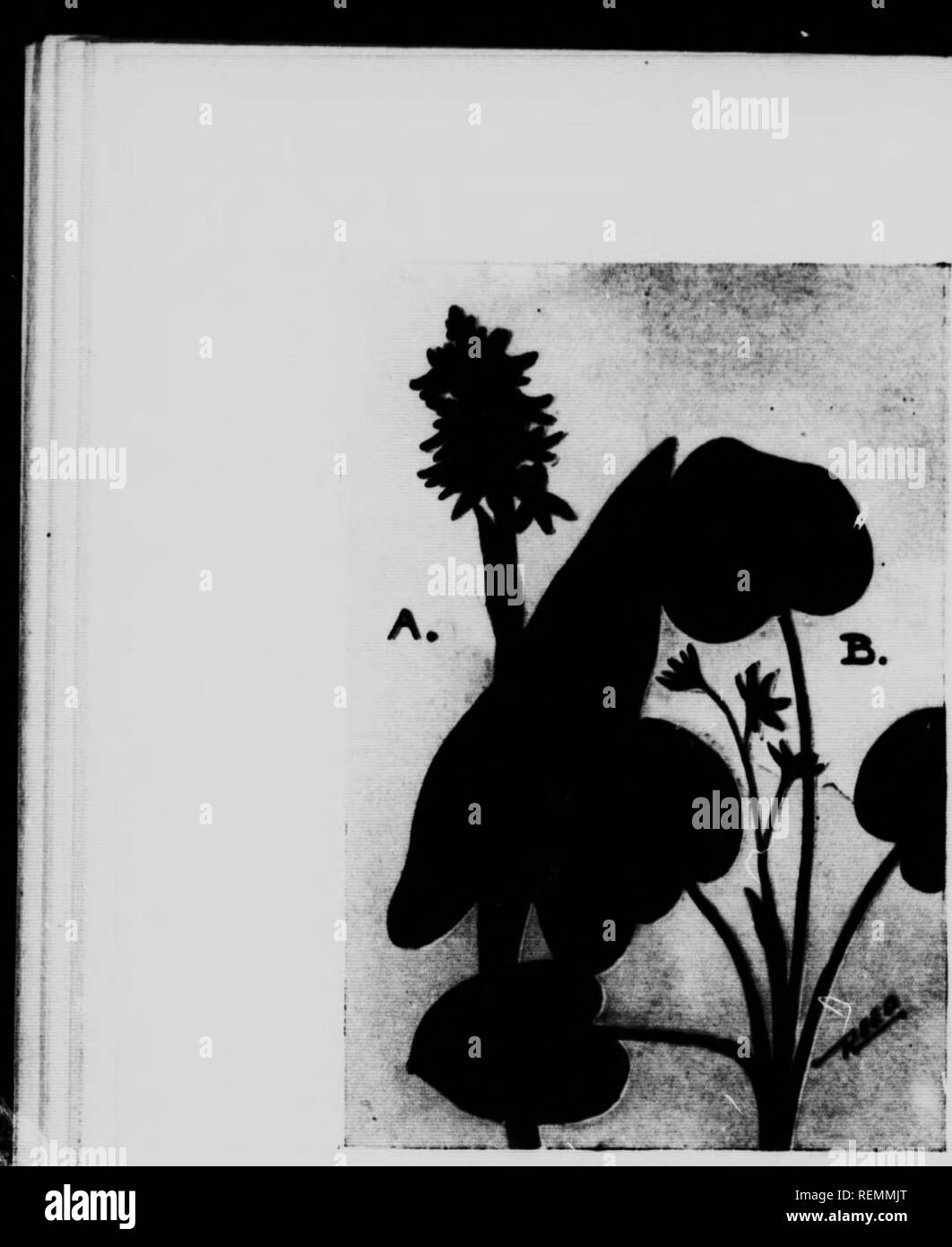 . Wild flowers east of the Rockies [microform]. Wild flowers; Botany; Fleurs sauvages; Botanique. A. PlCKKII -WBED. Pontederia t ordata. B. Mi d Plaxtaix. Heteranthera reniformis.. Please note that these images are extracted from scanned page images that may have been digitally enhanced for readability - coloration and appearance of these illustrations may not perfectly resemble the original work.. Reed, Chester A. (Chester Albert), 1876-1912. Toronto : Musson Stock Photo