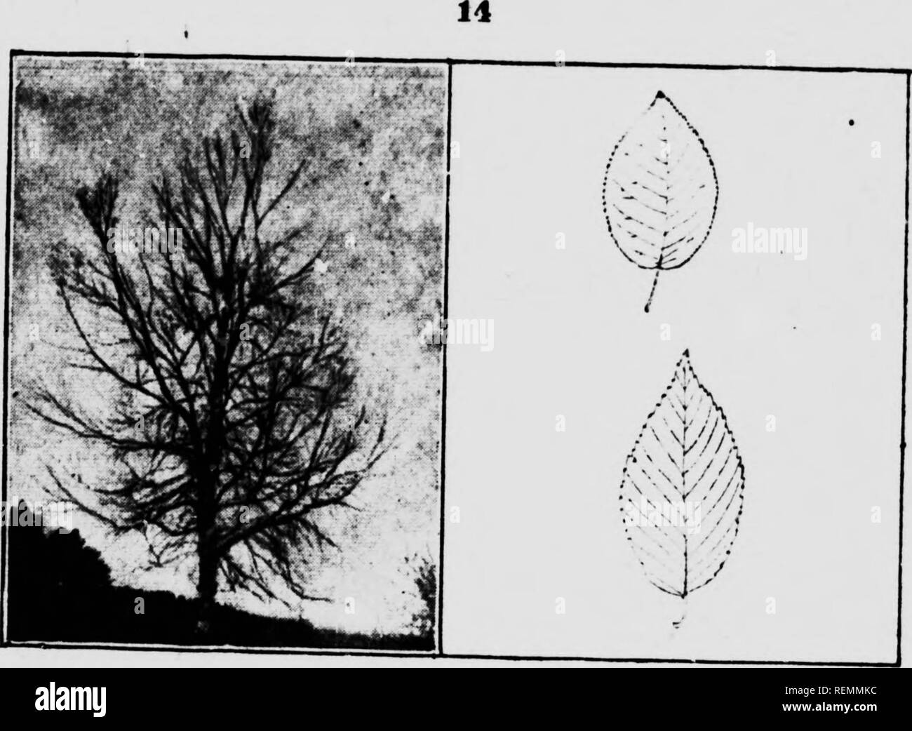 . Twenty Canadian forest trees [microform]. Arbres; Trees. Â«^v.i 1 i?- ^&quot;J** â ^'â¢ee Leaf. vehicles. For these purposes the yellow birch is Inlf ^- ^^I' .^^''^^ P^Pe*&quot; *&gt;*'-ch is a softer 7Â°Â°^ yellow birch and it is k&quot;!^Â®? &quot;P^Â®^^- '^^'^ ^ar*^ of the paper or canoe birch is used to make bark canoes. The graceful shape of the tree and its light colored rawL&quot;&quot; * 'ftvorite in planting In parks and 11.âTHE POPL.R. liatin name, Popalns. The poplars (and the spruces) are the most T-idely distributed trees in Canada. The poplar grows all along the southern edge  Stock Photo