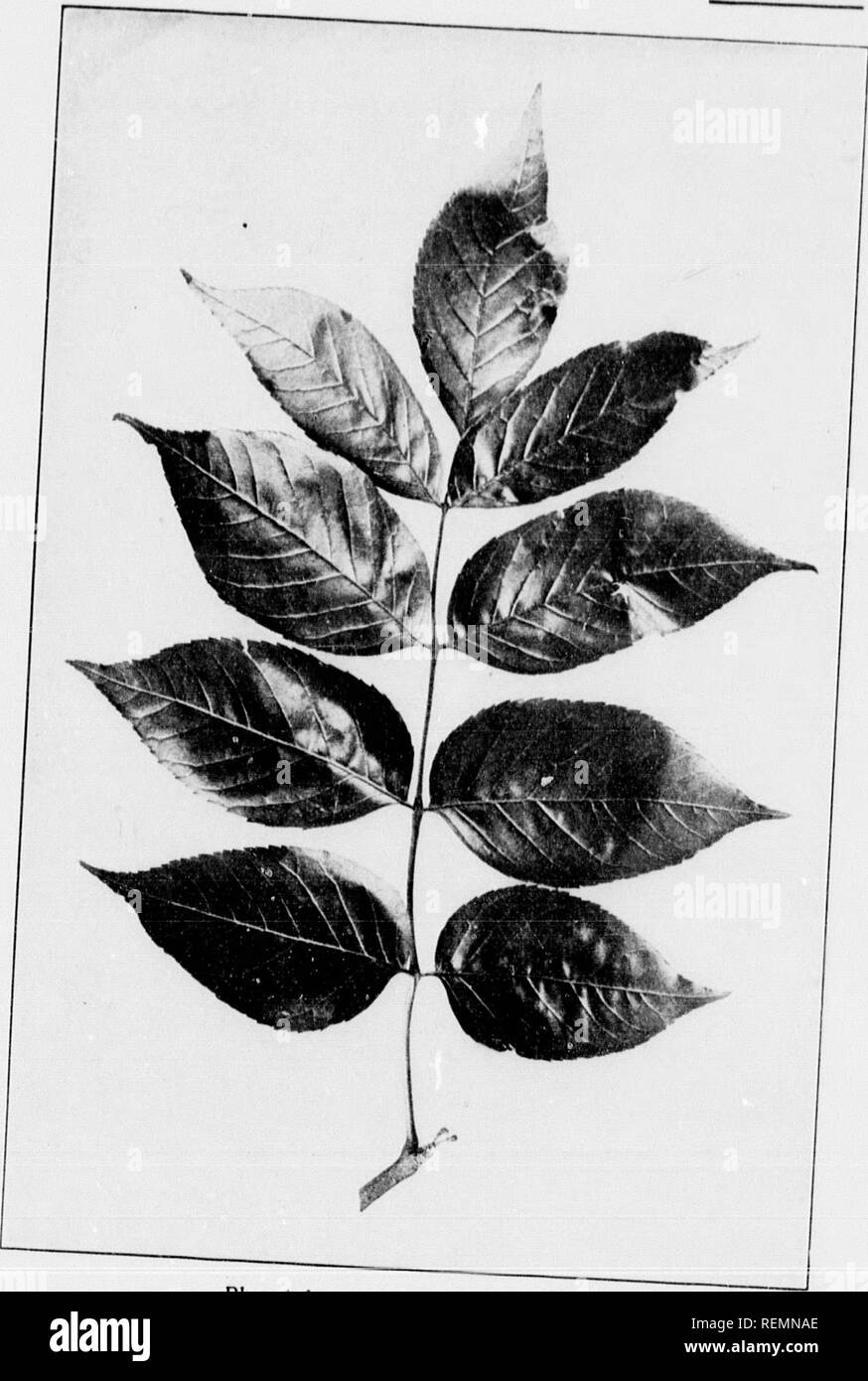 . Our native trees and how to identify them [microform] : a popular study of their habits and their peculiarities. Trees; Arbres. a lighter yel- iK'I't of cu.'ft., ; outor sc;iles and l)cc()inc gilt to twelve : iiiclies long, BLUE ASH Flower of Blue Ash, fraxi- IIHi qiiiidiiiif guliUa. oblong, ob- elled ; style natic lobes. miclcs, lin- , one-fourth airrounding lany-r.'iyed. i elliptical. ;hat group the Miss- nni so lit h- souri and ;ssee and igli Iowa 'rkansas. ulrori re- i-p it. Its II flourish iar stout,. Blue Ash. Fraxnnn quadrangulata. Leaves 8' ,o,y long. LeaHets 3' to 5'long.. Please n Stock Photo