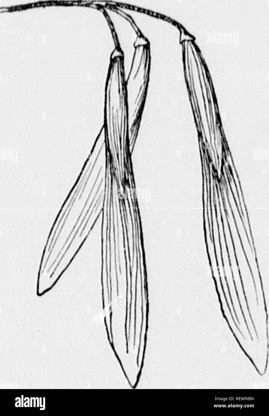 Lim tree Black and White Stock Photos & Images - Alamy