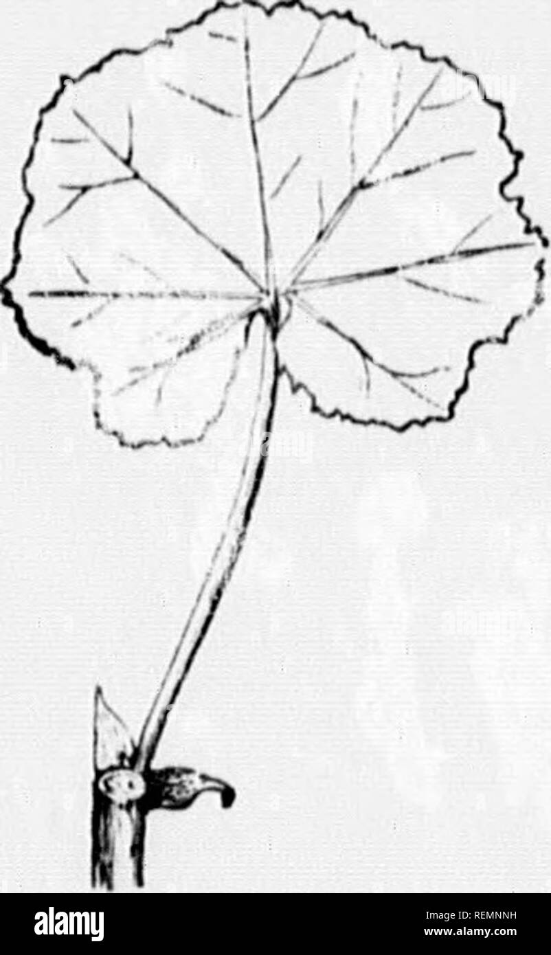 . High school botanical note book [microform]. Botany; Botanique. m u LEAF SCHEDULES. &quot;I.KAr or Kur.M)-i,i:. i;i) Mai.i.ow. r Pkscuiitidx, JlIt.WVINdS. l'ii-^i&quot;n s'/)ây,/,.. l'&quot;-''fi&quot;ii Cm/;,!,: AiTiiii.iiviiifiir VliriKiti: I&quot;^''i'fi&quot;n I'ifwiat,'. Stiliuliitinii '&lt;fij,i,/âtr. ir,i/(,r. N&quot;. iif Icnllrts, il'iiuy. ..Vu;(c. *'''''&gt;;t&quot;ii' Thirl-;-,!,. *'^'&quot;^&quot;&quot;Â»' {-''ivk linn, hoth xUhs. ' ''^'' I fi&gt; â '! iilr/ii'n ari;in.i. *^''-'&quot;&quot;t'&quot;&quot; /â &lt;â ^Â».^V/,// w/-vrhi,,l. *^f&quot;''S'&quot; â¢'':://'&quot;/; l,, Stock Photo
