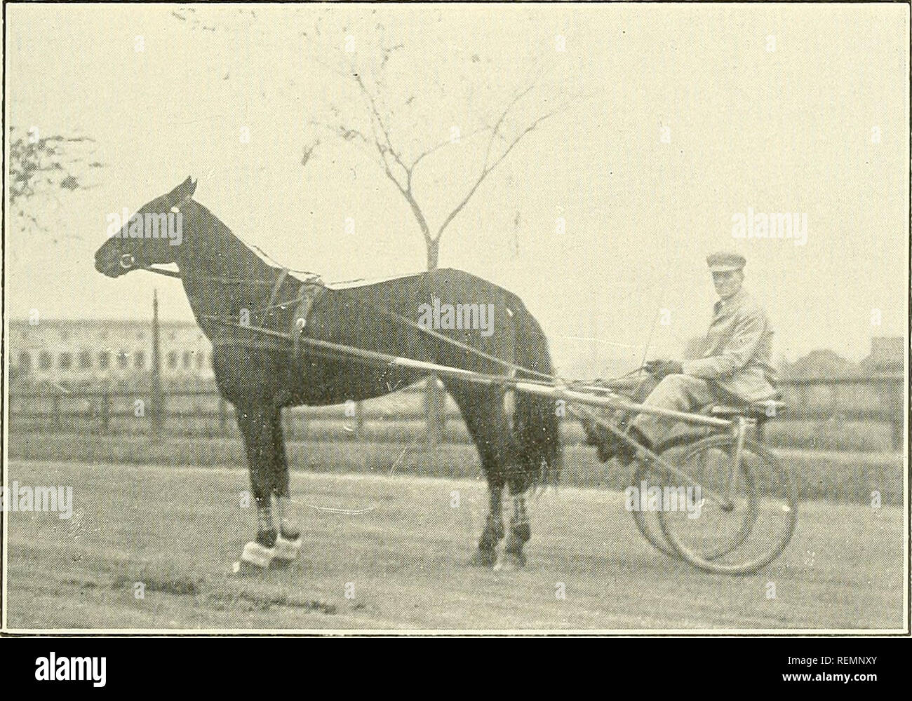 . The driving clubs of greater Boston ... Horse racing; Horses. VERNAG, 2:21 1-2 A Blue Ribbon Trotter in Metropolitan Club Matinees of 1914. Owned and Driven by Edgar F. Power. ROSE BINGEN One of the Promising Young Trotters in the Metropolitan Club. Owned and Driven by James E. Fitzgerald. Please note that these images are extracted from scanned page images that may have been digitally enhanced for readability - coloration and appearance of these illustrations may not perfectly resemble the original work.. Linnehan, John William, 1860-, ed; Cogswell, Edward Everett, 1864-, joint ed. [Boston, Stock Photo