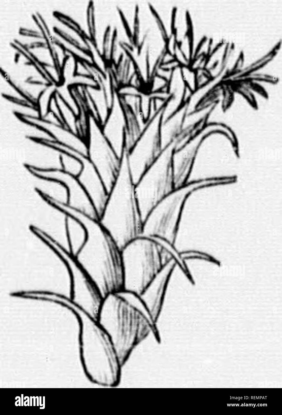 . High school botanical note book [microform]. Botany; Botanique. chaff BOTANICAL TERMS. Ray-Florets (always witl.out stamens). ^''â â¢^&quot;&quot;â¢'&quot;= 5, 10,20, o:,etc. Kind: (n)/y.WÂ« -^^ (d) *y//7Â«fe, marked wi.'h fiâe vertical lines. Disk-Florets. N.-.Mi...:u: 5, 10,20, =c, etc. KiM): perfect, .staminate, etc. Coi-oiru ; yellow, brown, etc. Pappi:.s : a.s for the ray-florets. Al-b all ,he way np (c) S&gt;,ucer.s,.ap.,. ve.y flat and .hallow. (d) tup-shaiml, Bvll-shapnl, etc. Fijr. 2ai. Fig. iai. Fig. 233. .Si) li. Please note that these images are extracted from scanned page images Stock Photo