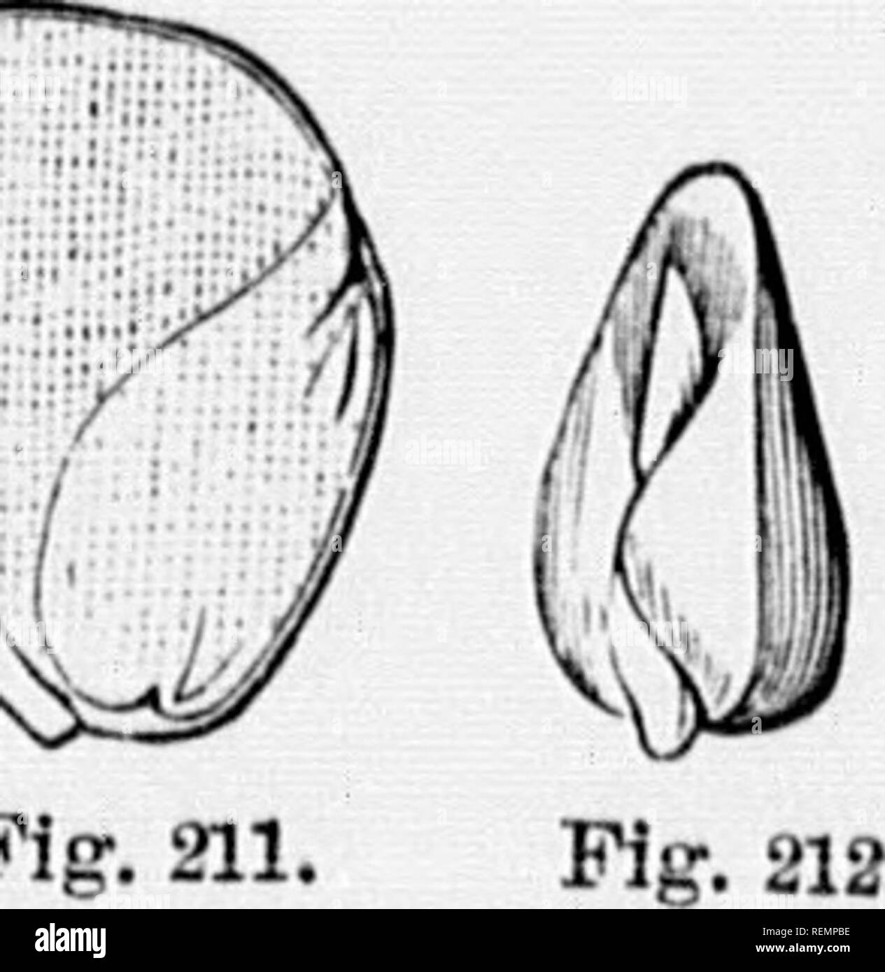 . High school botanical note book [microform]. Botany; Botanique. Fip. LTO. i;;;,^*'--iplunmlc nidkle K- -'II I, . L'05. 'testa â â¢â tegmen l S. -M).. 5 o ?li. Fig. 215. JloTAX/C.tf. TIC It MS The sopftls (lilTor less iu .â¢ip|M.,niin.r fn,iu ordiimiy Ic;ive tlmii iiiiy of tl.e otl.cr j.iut.s. Tlio pctal.s rcscnil,!,. foli:i!.=.-lo;iV(.s ill shapr., l.m nro mostly briKlit-colomcd instcuid of nTcoii, iiiul tliey are often swect-wi'iiKMl. .Sopiils (uhI jk'ImIs toK.'ihor .iioy1T. Stamens and cari-els are (issnitt,,/. organs, and are directly concerned in tiie jiroduction of seed. FLORAL DIAGRAM Stock Photo