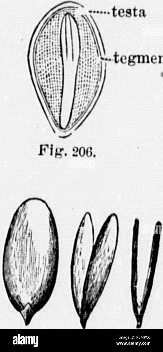 . High school botanical note book [microform]. Botany; Botanique. 36 OLOSSARy OF {â 2) Coma, a tuft of hairs attaej.o.l to thoto.fa in so.n.. seeds, as in Willow-hcib a.,.1 Milk-wpo.l (FIk &quot;0&quot;) The co.âa&gt;nusfc ,.ot bo co&gt;,fou,Hlc..l ^vitl. rhe'iâp,m.s of co.npositc llowors ; tl.o latter is attached to the fruit. (3) nâ!/, a thill expansion of the testa (Fi.r oq^) Bttt in tho so,.,ls of tho Pino the winÂ« splits ofT fro,,: the .sr,//,; upon whicl, tho .so(!d grows (Fig. 1G8). NircLK.is: tho body of tho seed within the integnment ,.ââ- taming (a) h'inhn/o, the young plantlot as  Stock Photo