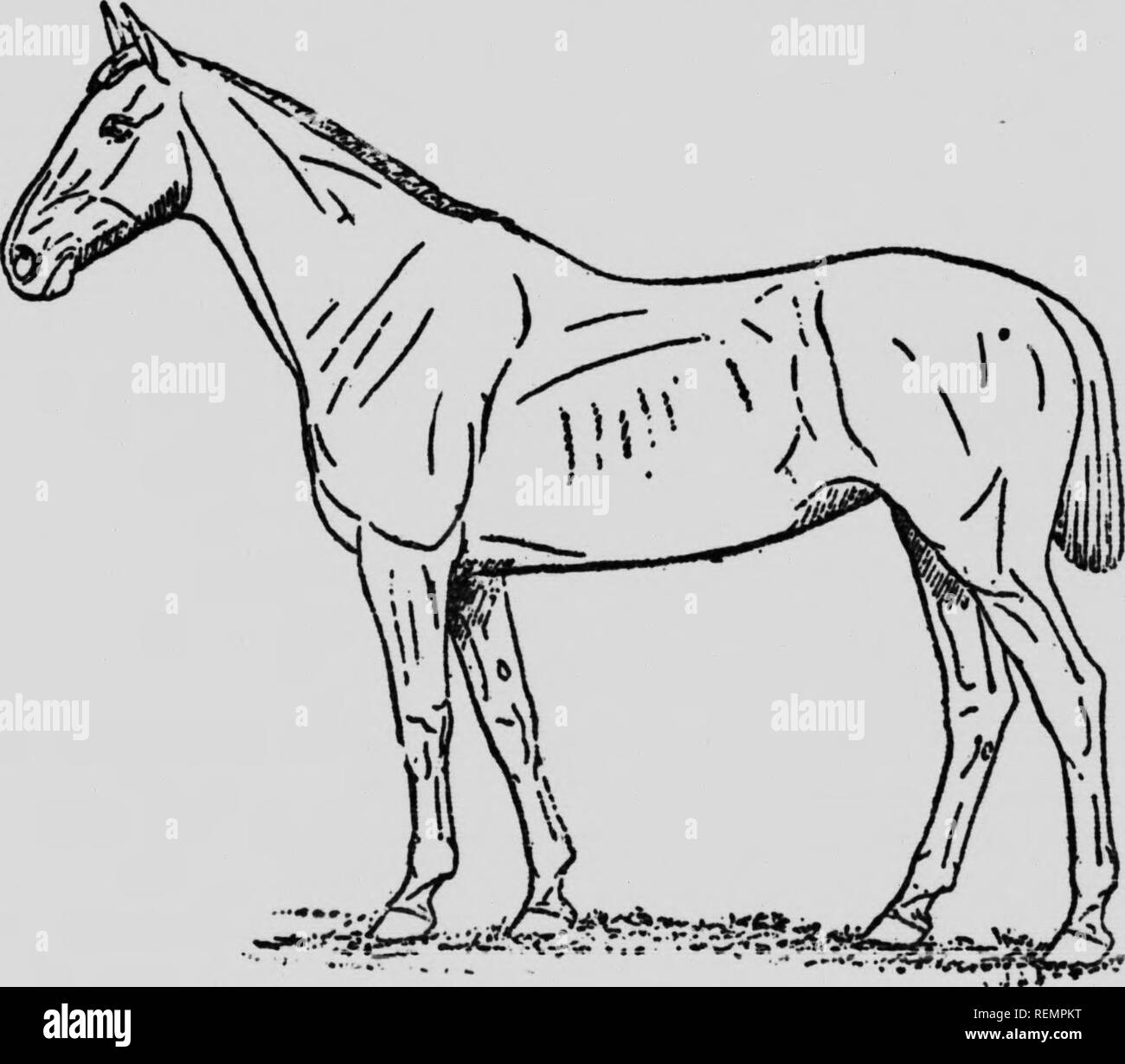 différente robe de chevaux