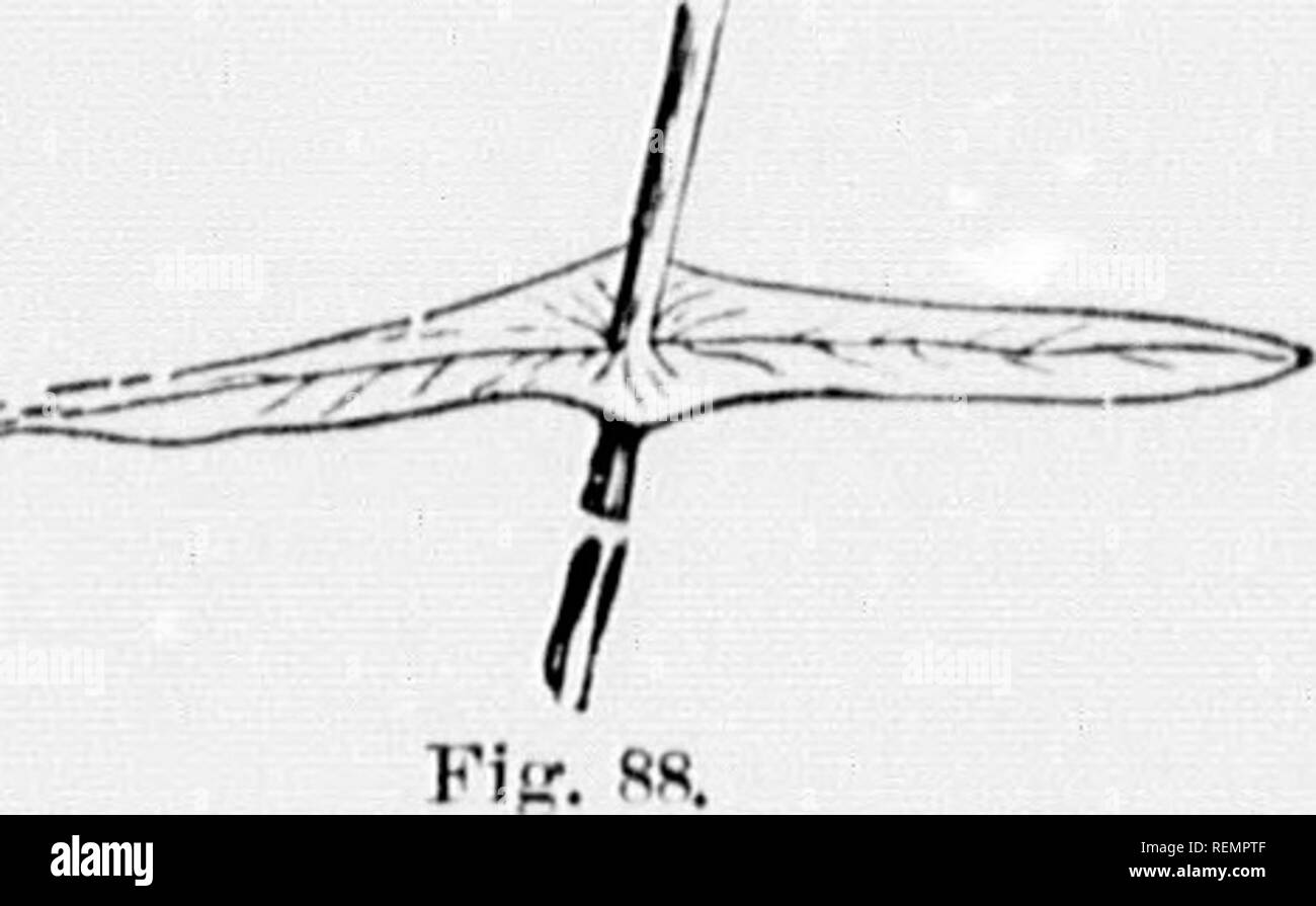 . High school botanical note book [microform]. Botany; Botanique. Fir. .&quot;I. Fifr. 8G. liOrAMCAI. T Kit MS. Peukoliatk: when tlio lobes of a sessile li'iif j^'i'ow tnijotlii'r lit the li;c'k of the stem, so that tlic sifiii scciiis to j.iiss throii.uh tlio loiif (Fi^'. 871. CoxNATH. or ('().NATi;-i'i;i!i'(ii,iATi;: wliuu two o|i|iosiii. scssilo li'iivi's ui-ow toj;ctlici- li- their buses tFiK- ^^j. ])i:(;iii!1!1;t: wlii'ii tliu lobes of a sessile leaf f,'i'ov down tlie sides of the stem (Fi;,'. S!)^. Surface. (The student should use his lens in deleniiiniiij,' the (•hai-acter of the s Stock Photo