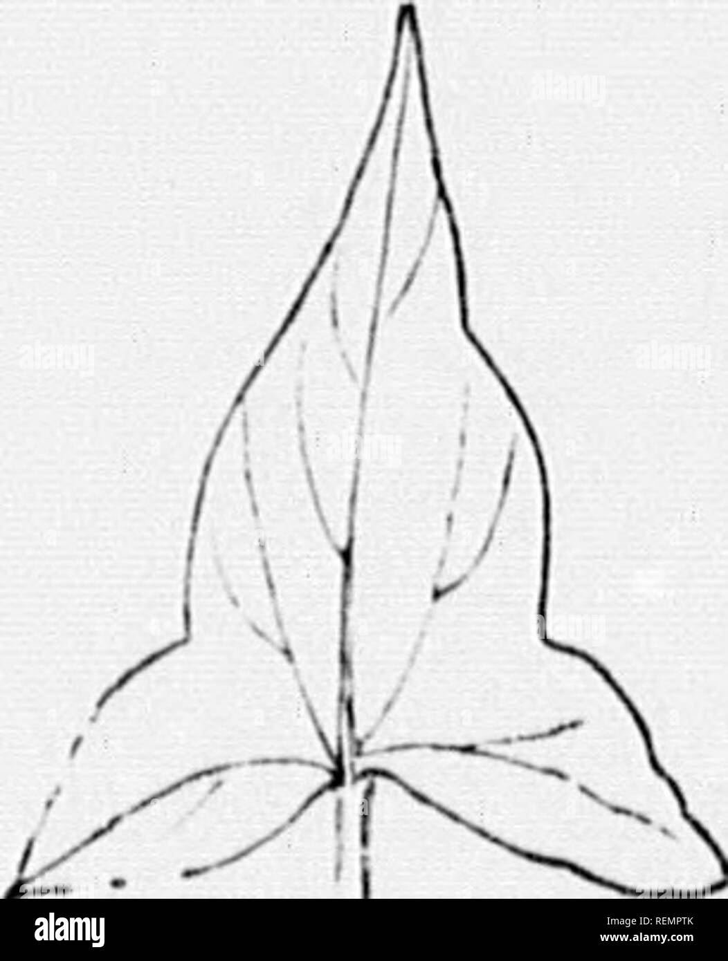 . High school botanical note book [microform]. Botany; Botanique. 82.. Fir. .&quot;I. Fifr. 8G. liOrAMCAI. T Kit MS. Peukoliatk: when tlio lobes of a sessile li'iif j^'i'ow tnijotlii'r lit the li;c'k of the stem, so that tlic sifiii scciiis to j.iiss throii.uh tlio loiif (Fi^'. 871. CoxNATH. or ('().NATi;-i'i;i!i'(ii,iATi;: wliuu two o|i|iosiii. scssilo li'iivi's ui-ow toj;ctlici- li- their buses tFiK- ^^j. ])i:(;iii!1!1;t: wlii'ii tliu lobes of a sessile leaf f,'i'ov down tlie sides of the stem (Fi;,'. S!)^. Surface. (The student should use his lens in deleniiiniiij,' the (•hai-acter of  Stock Photo