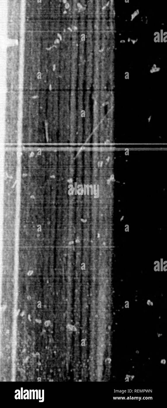 . Elementary botany [microform]. Botany; Botanique. 20 ACE^ 32 ae. ACE.E 38 BACE^ 86 ACE.B 28 !IFER^ 20 ACE^ 80 ACE^ 55 ACEvB 133 0. ACE^ 51 ACE^ 44 etals, ACE^ 38 ngent FER^ 20 AOE^ 51 JLCZX 42 nnate ACE^ 61 seeds ACE.E 47 ^NKiE 46 1. KKY TO THE ORDERS. Stipules between the opposite and compound leaves (but they are caducous). Staphylea, in Sapindace.* Stipules none when the leaves are opposite. Stamens 10, monadelphous at the base. Leaflets 3 inversely heart-shaped. Oxalis, in GEBANiACKi Stamens distinct, free from the calyx. Style 1 undivided. . .' . Ericace^ Styles 2-5, separate. . Carvoph Stock Photo