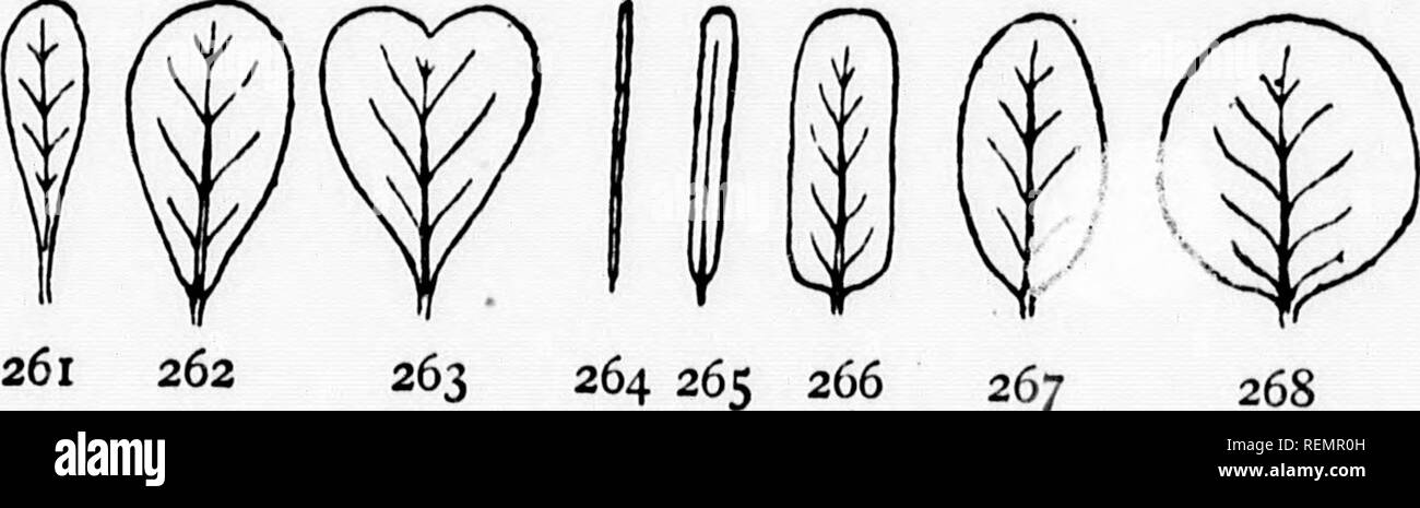 . Elementary botany [microform]. Botany; Botanique. SubiUitte = awl-shaped. Lanceolate (fig. 255). Oblong (fig. 266). Ellipti- cal (fig. 267). Ovate (fig. 256). Orbicular or rotund (fig. 268). Angular= havmg three or more angles. Deltoids like the Greek letter A. Obovate (fig. 262). Cuneate = wedge-shaped and attached by its point to the petiole. Spatliulate(hg. 261). Cordate (fig. 257). Obcordate (fig. 263). Reniform (hg. 258). Aunculate, when the base of the lamina assumes the form of two ear-hke processes (auricles). Sagittate (fig. 259). Hastate (fig 260) Ensiform=sword-shaped. Falcate = s Stock Photo