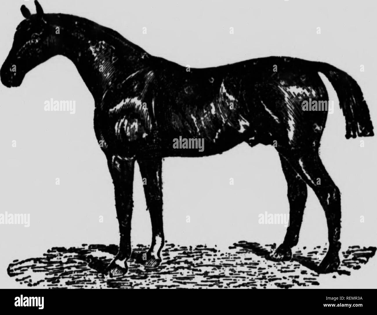 différente robe de chevaux