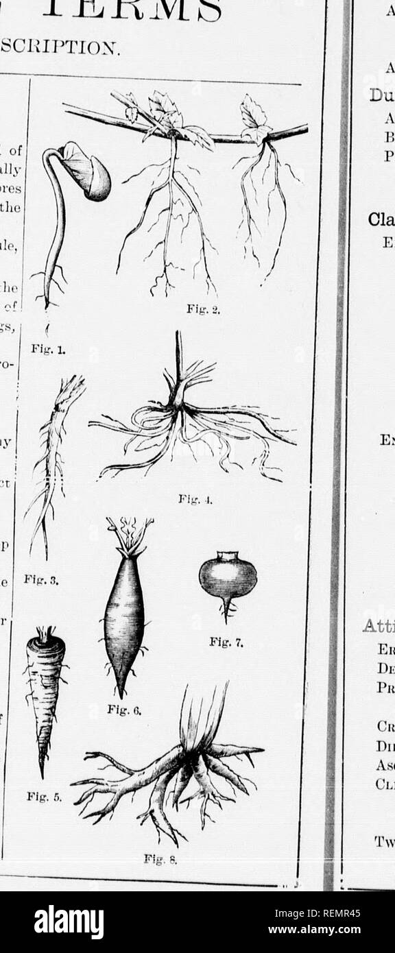 . High school botanical note book [microform]. Botany; Botanique. I â I i 'J|ll! GLOSSARY OF BOTANICAL TERMS USED IX PLANT DESCHIPTIOX. THE ROOT. Origin. he ,.ulu.le of tlâ. ..,nb,;vo (Fi,. Ij. Su..], . .oot is u.uallv lbutno,.hvays)siM... .râl nw.y .e,âl ouh L.teraHibr^s &quot;s it ^^â o^vs: sudi lilâ,..s or brai.ches are mcludcd in tho Jiniiinry root. Annuals an,l biennials. ,,n,l n.any troos, k.vo, as a rulo onJy j.rmiai'y roois. ' Skcoxoakv: wlu.n onKlna.in^ f.-on. any otlu.- pa,, of .b.: &gt;'l.u,t than ,b(. on,l of tbe radiri... as from .]... ..-,1.. .ri .cen.s (f:^. :&gt;), froni tubers Stock Photo