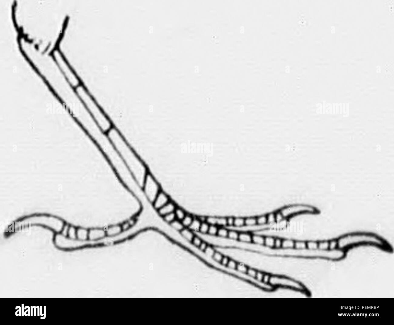 . Birds of village and field [microform] : a bird book for beginners ...