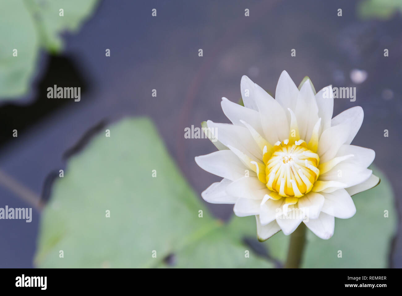 Lotus flower or water lily flower blooming with green leaves background in the pond at sunny summer or spring day. Nymphaea water lily. Stock Photo