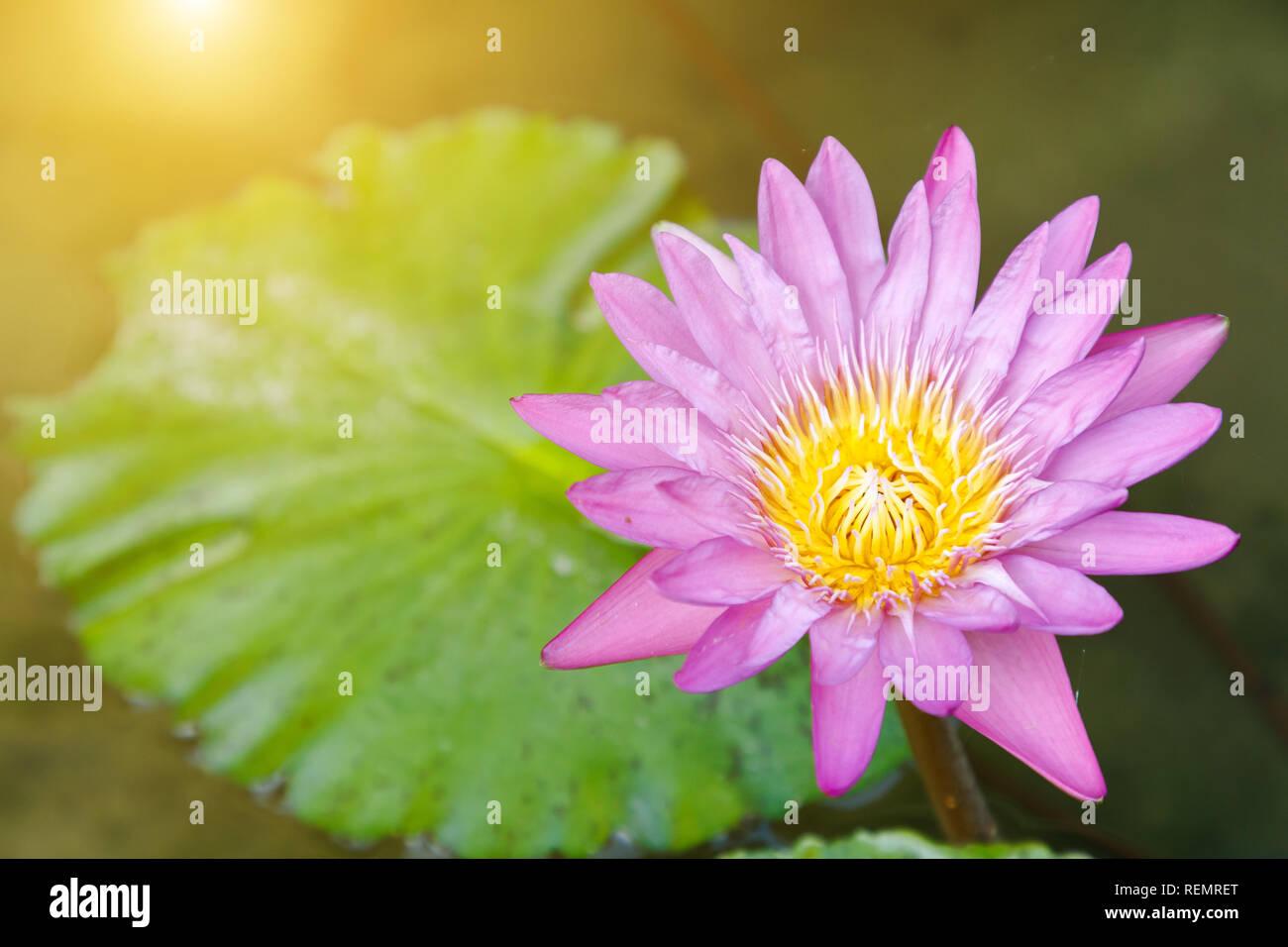 Lotus flower or water lily flower blooming with green leaves background in the pond at sunny summer or spring day. Nymphaea water lily. Stock Photo