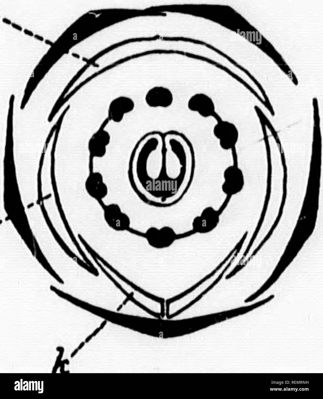 . Elementary botany [microform]. Botany; Botanique. FLORAL DIAGRAMS AND