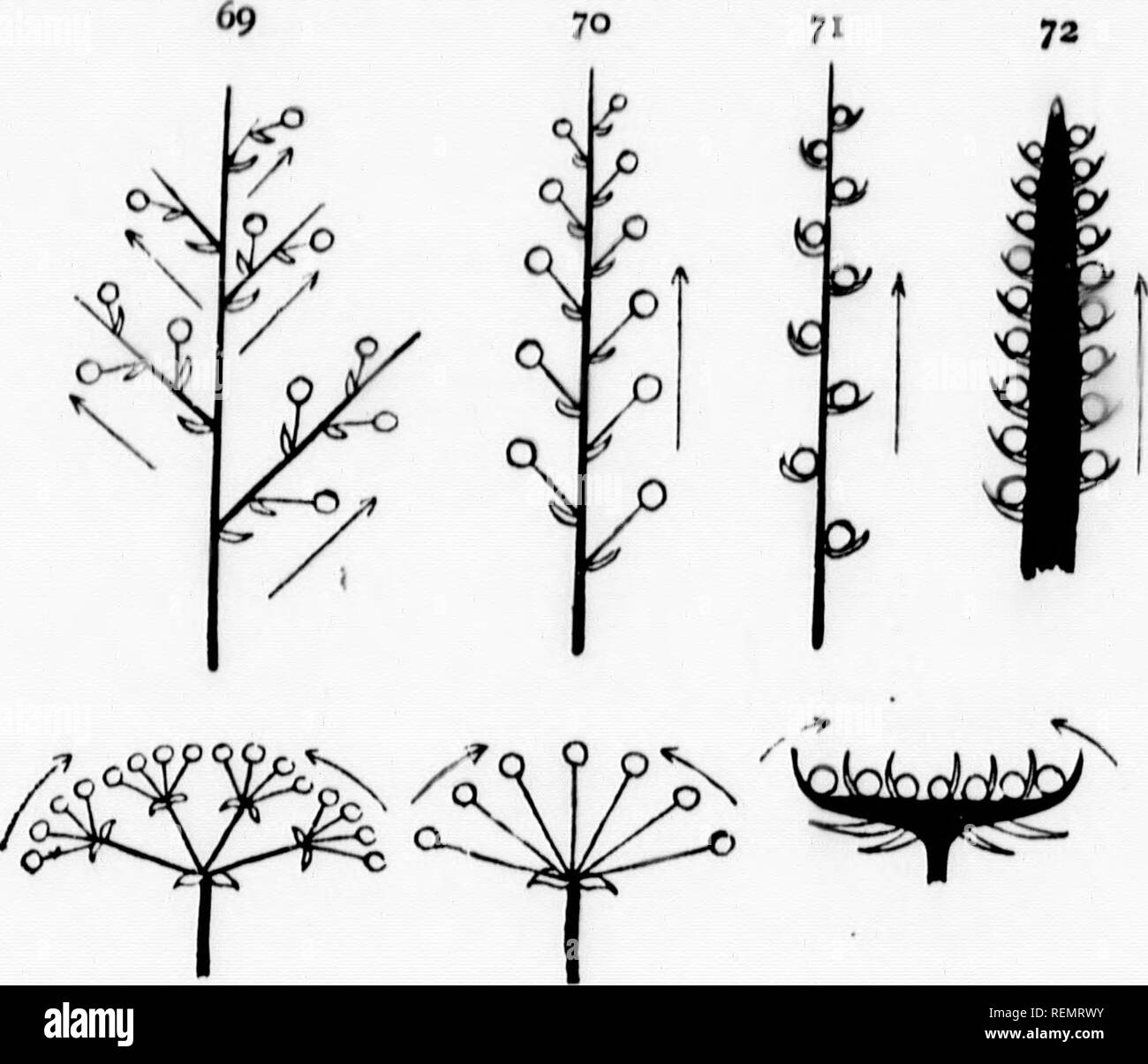Racemose inflorescences hi-res stock photography and images - Alamy