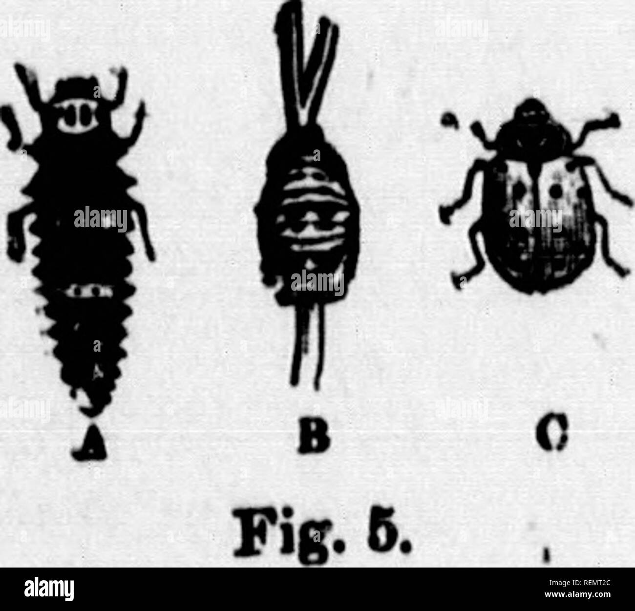 Insects And Plant Diseases Microform Instructions In Spraying Spraying And Dusting In Agriculture Agricultural Pests Pulverisation Et Poudrage En Agriculture Ennemis Des Cultures Lutte Contre Les 18 9 Mildew Of