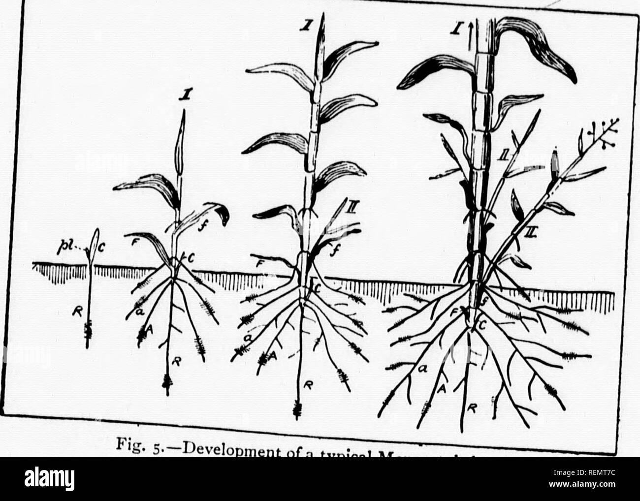 Elementary Botany Microform Botany Botanique He Youngest The Tip Of I Refore Said Appear At E Only On As To Form Latter For I Two Rows Ranged In Ise On