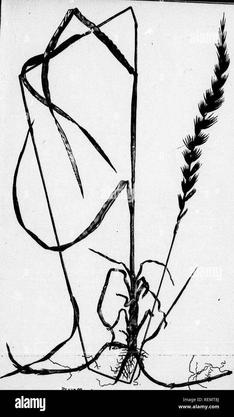 . Grasses of Ontario [microform]. Grasses; Graminées. PtATK 28. Agropyrum repens Couch Grass.). Please note that these images are extracted from scanned page images that may have been digitally enhanced for readability - coloration and appearance of these illustrations may not perfectly resemble the original work.. Harrison, F. C. (Francis Charles), b. 1871; Day, G. E; Ontario Agricultural College; Ontario. Dept. of Agriculture. Toronto : Ontario Dept. of Agriculture Stock Photo