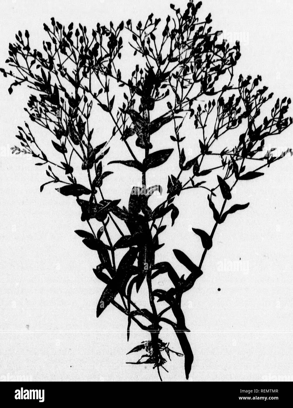 Noxious Weeds And How To Destroy Them Microform Weeds Weeds Mauvaises Herbes Lutte Contre Les Mauvaises Herbes M W Bulletin 2 It All Mustard V Flowera And A Seeds Be 8