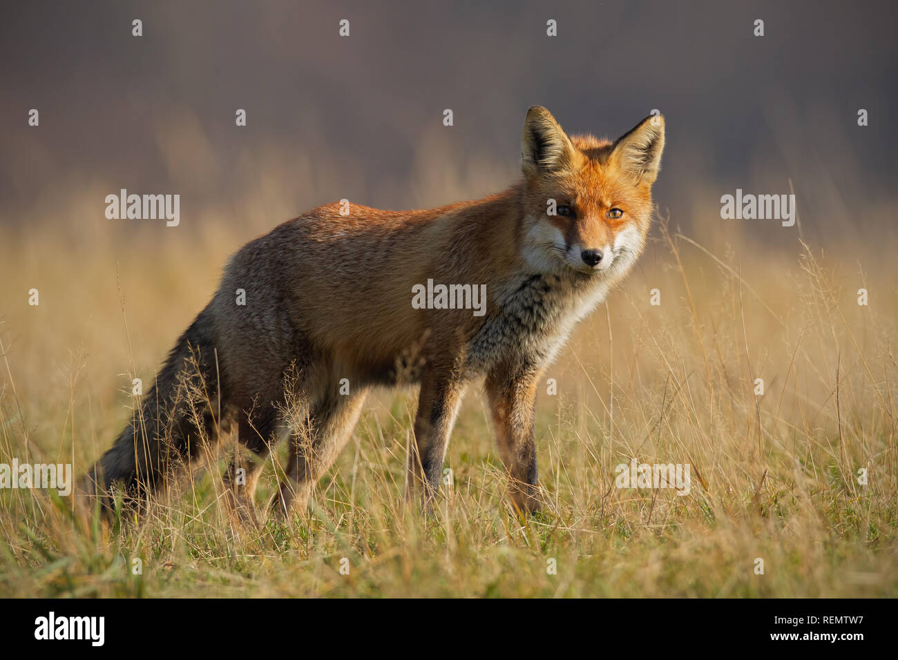 Red fox in autumn with blurred dry grass in background Stock Photo
