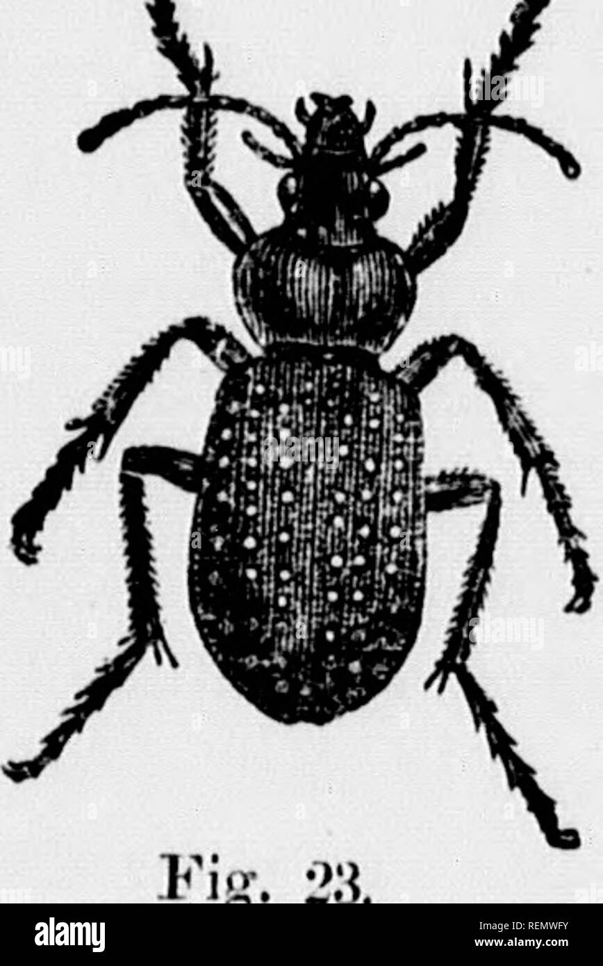 . Recommendations for the prevention of damage by some common insects of the farm, the orchard and the garden [microform]. Insect pests; Agricultural pests; Insectes nuisibles, Lutte contre les; Ennemis des cultures, Lutte contre les. 28 (c.) Hand-pickii)jjor (Jinnf- fhn/.,if ,„, i is .eon .„&gt;3 e„. o/.Ko,.r.;.c:'.:,::;-x;:r:;'&quot;'-&quot;'''&quot;&quot;' i^a^ ^'^ «^-'&quot;« 32. Imported Cabbage Bcttkbk.v (Pieris rupee, L.).-The white butterflies which fly over cabbage beds during summer lay eggs on the leaves, fi'om which are hatched the troublesome C;ibbage-worms. Jie^nedies.—The best i Stock Photo