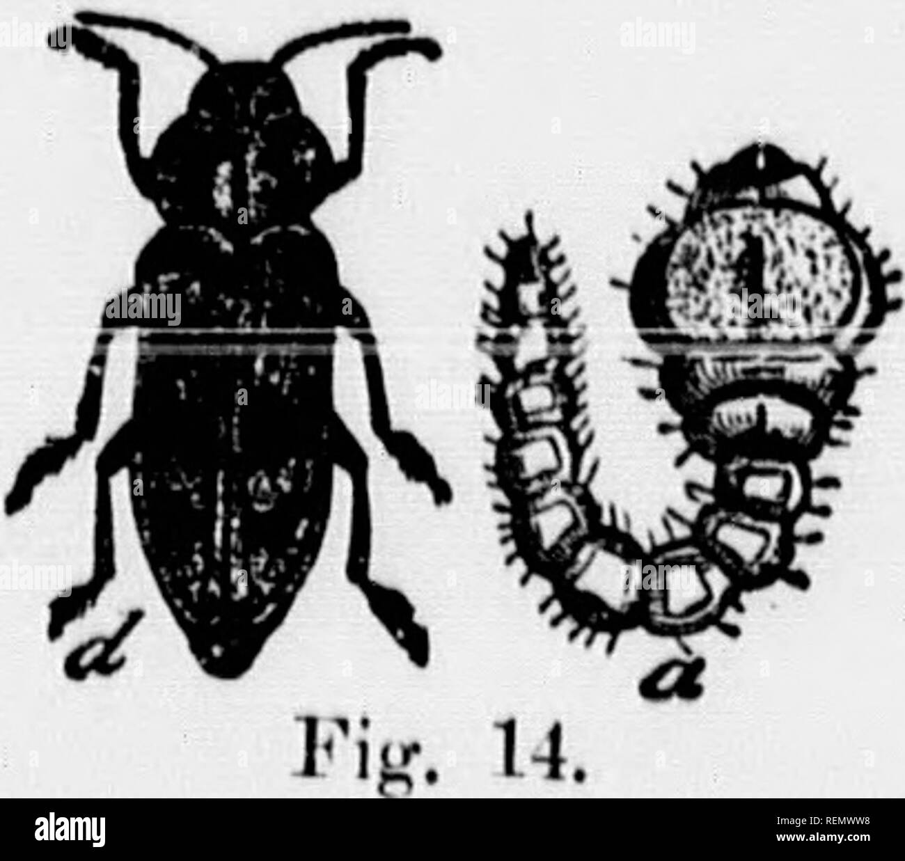 Insectes minuscules hires stock photography and images Alamy — free download