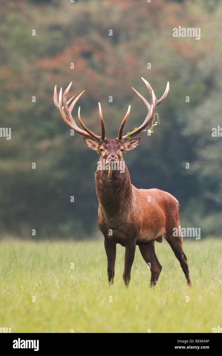 Red deer, cervus elaphus, stag standing calmly on meadow Stock Photo