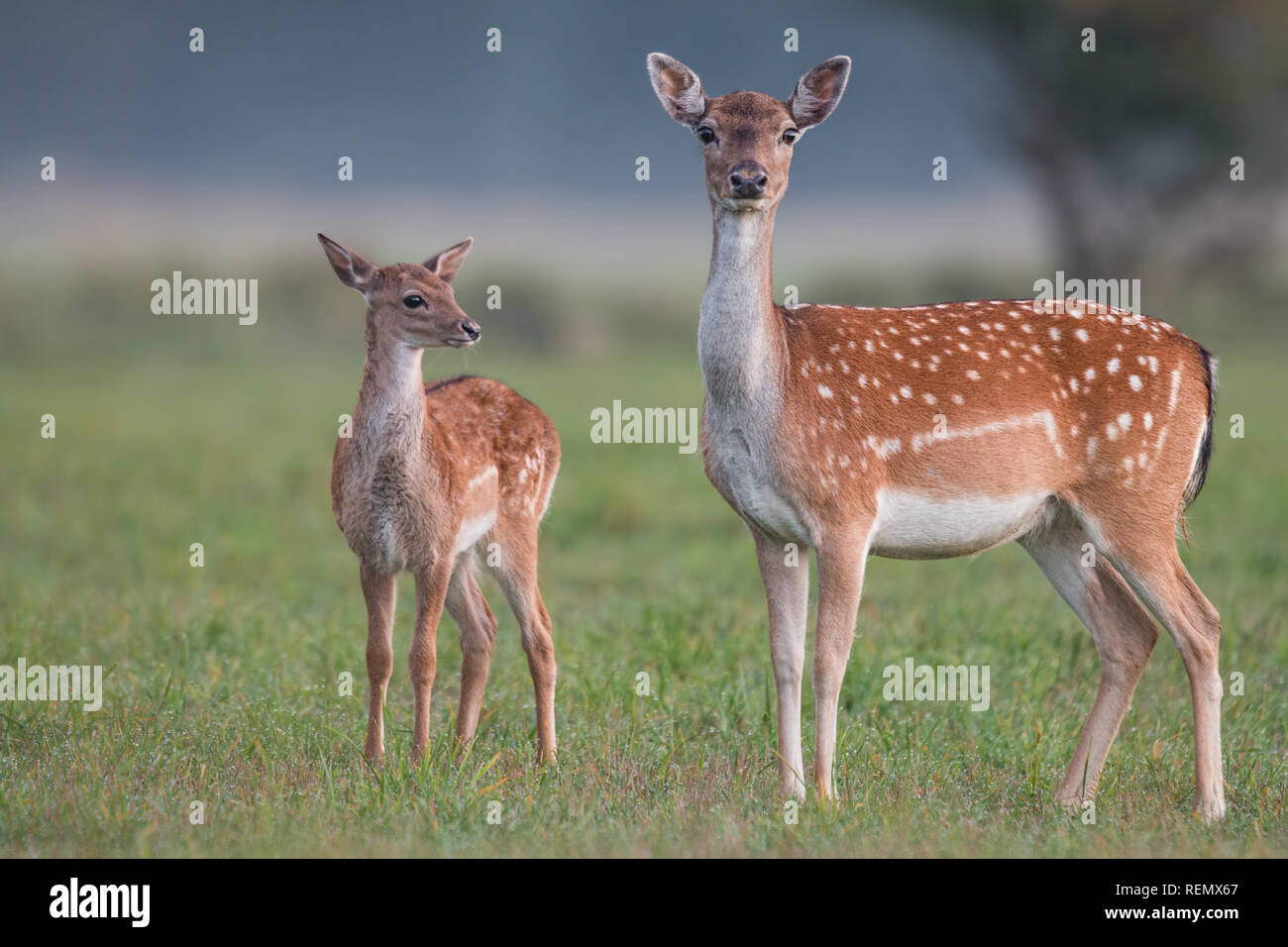 Doe and fawn fallow deer, dama dama, in autumn colors Stock Photo