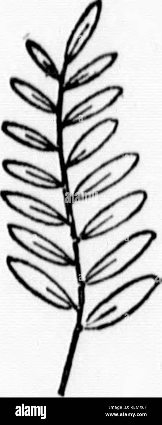 . A guide to the wild flowers [microform]. Wild flowers; Botany; Fleurs sauvages; Botanique. 're, 44. PIC ^j Lobed: when the incisions exu-nd about half way'.t.h. m.d ,b ; and m wh.ch case the leaf is spolcen of as tlTree lobed five lobed, or according to the nââber of lobes formed (fS n,idriK ^F^^t '&quot;&quot;&quot;&quot; &quot;&quot;' &quot;Â°&quot; &quot;â ^&quot; ''&quot;' &quot;^ 'Â° &quot;Â«= Divided: when the incisions extend to the midrib .fszii-rmTnXr'tvi^r ranged similarly to feather-veins they are said to be Pi^n'r&quot; 45.) It is. Please note that these images are extracted from Stock Photo