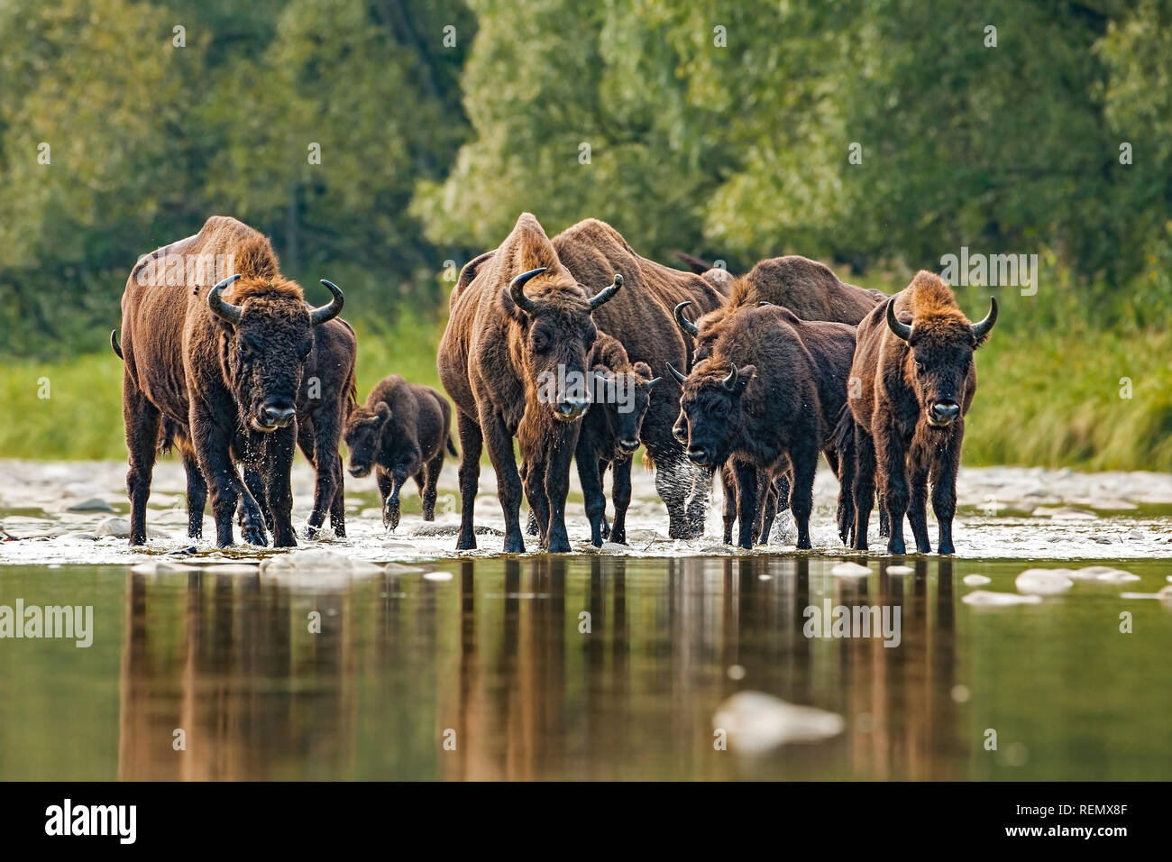 Herd of european bison, bison bonasus, crossing a river Stock Photo