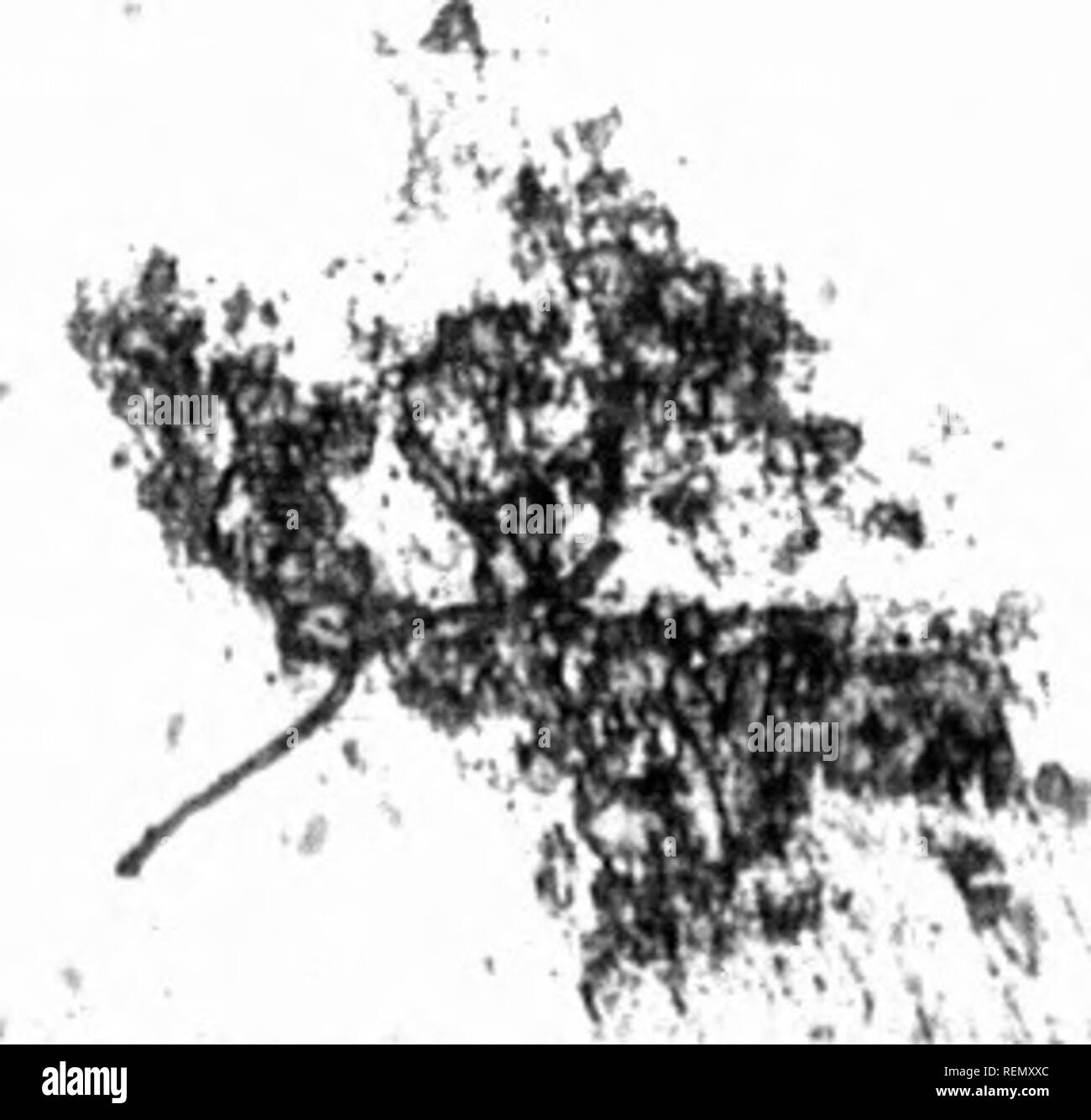 Digitalis Black and White Stock Photos & Images Alamy