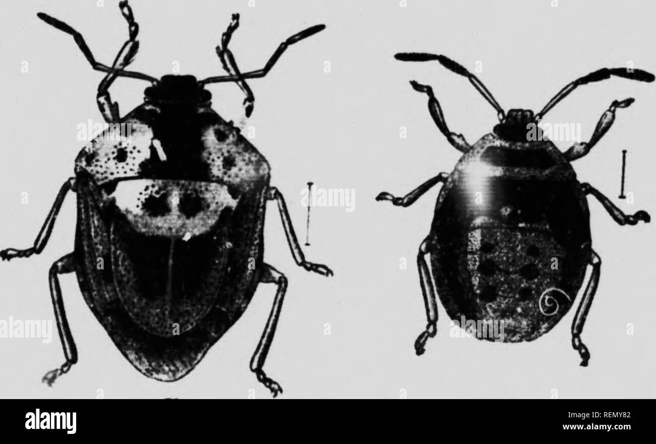 . The insect book [microform] : a popular account of the bees, wasps ...